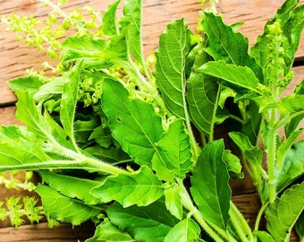 Semillas de albahaca sagrada tailandesa, albahaca holt, albahaca blanca. Semillas de hortalizas.