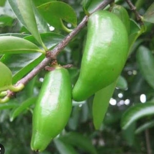 以下が含まれることがあります： 緑の葉のついた枝に、緑色の細長い果実が2つなっている