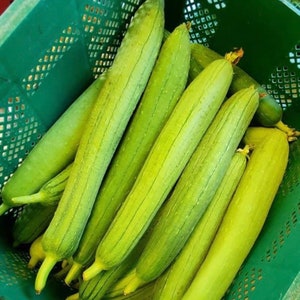 Luffa cylindrica seeds , hybrid smooth Luffa, the sponge gourd, Egyptian cucumber , Vietnamese luffa, vegetable seeds image 4