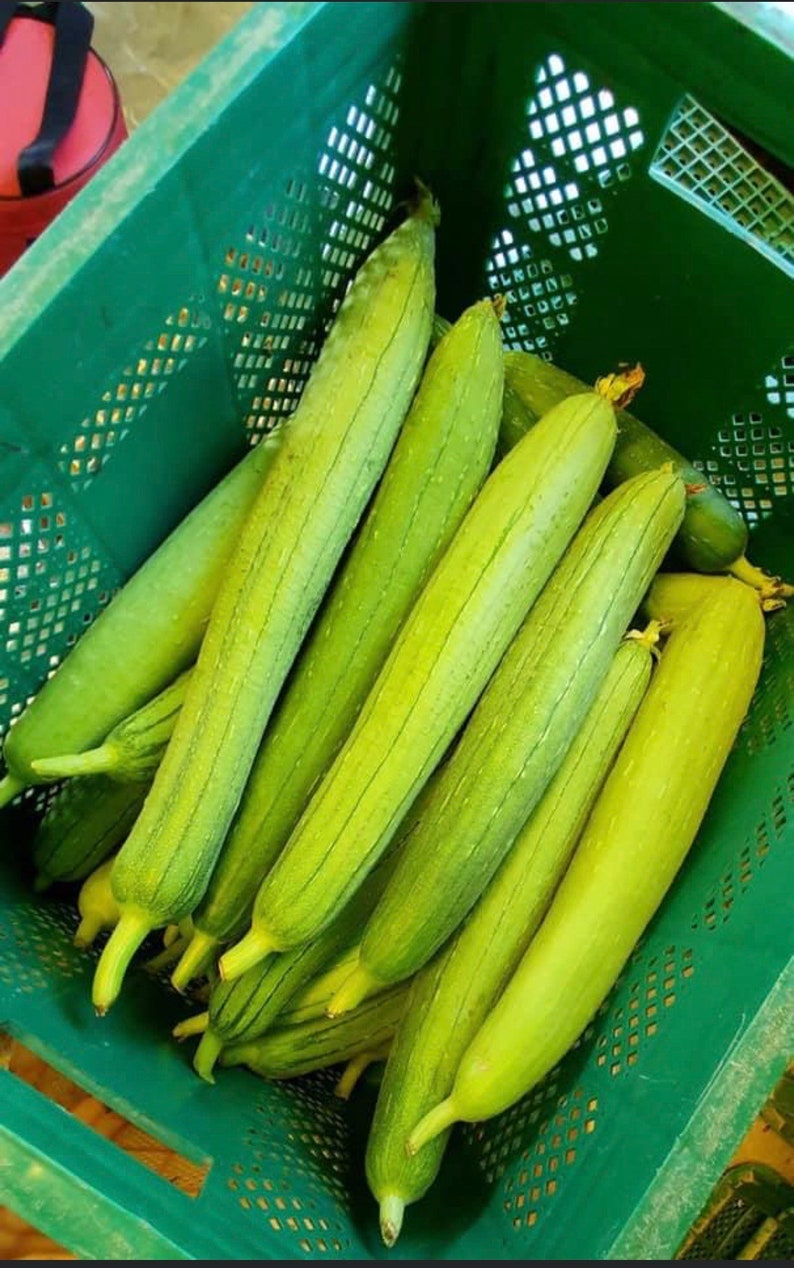 Luffa cylindrica seeds , hybrid smooth Luffa, the sponge gourd, Egyptian cucumber , Vietnamese luffa, vegetable seeds image 4