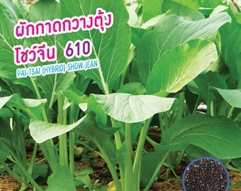 Pai Tsai Jean seeds, Chinese vegetable seeds, Taiwanese vegetable seeds,