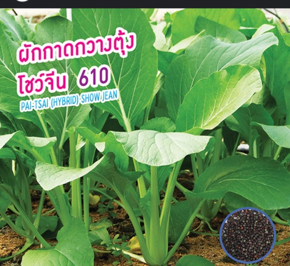 Pai Tsai Jean Seeds: Early Tasty Chinese Vegetable - Etsy