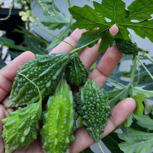 Mini bitter gourd seeds, Mini bitter melon seeds, Momordica charantia , bitter squash