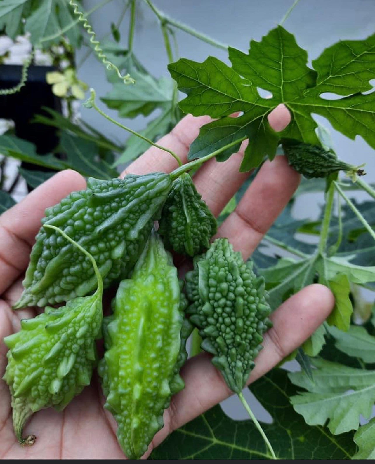 Mini Bitter Gourd Seeds Mini Bitter Melon Seeds Momordica Etsy Canada