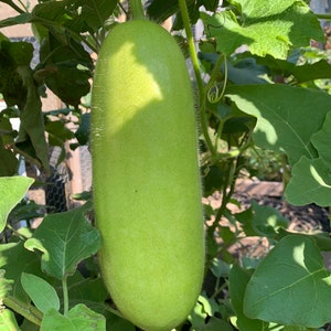 Puede incluir: Una calabaza grande, de color verde claro y forma ovalada, colgando de una vid con hojas verdes.
