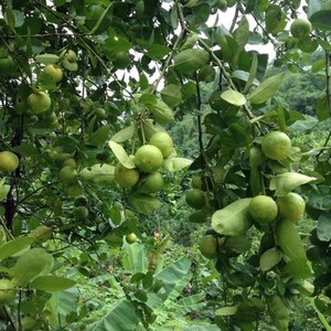 May include: A close-up of a lime tree branch laden with green limes. The limes are clustered together in bunches, and some are hanging down from the branches. The tree is surrounded by lush green foliage.