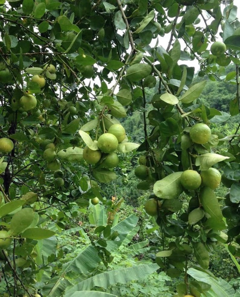 May include: A close-up of a lime tree branch laden with green limes. The limes are clustered together in bunches, and some are hanging down from the branches. The tree is surrounded by lush green foliage.