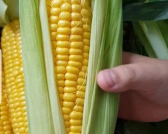 50 Thai sweet corn seeds, Sweet corn