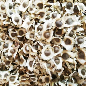 50 Moringa seeds for plant,  drumsticks Tree seeds, Moringa oleifera