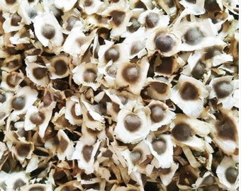 50 Moringa Oleifera Seeds: Drumstick Tree Seeds for Planting