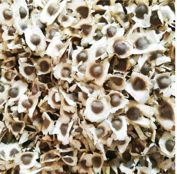 50 Moringa Oleifera Seeds: Drumstick Tree Seeds for Planting - Etsy