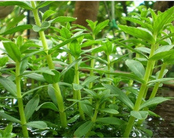 Graines de riz paddy, graines de Limnophila aromatica,