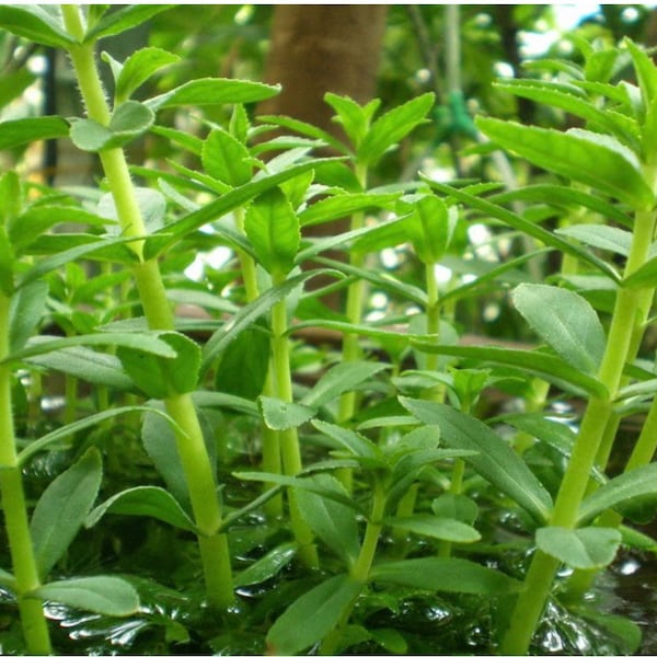 Reisfeld Kräutersamen, Limnophila Aromatica Samen,