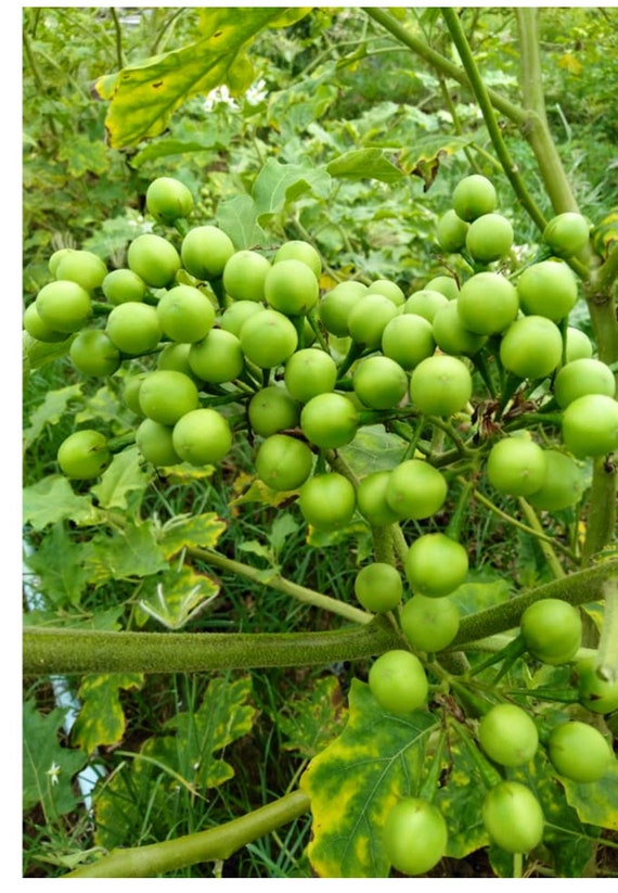 50 Seeds Thai Pea Eggplants, Turkey Berry - Etsy Singapore