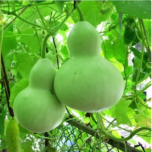 Puede incluir: Dos calabazas grandes de color verde claro colgando de una vid. Las calabazas tienen una forma bulbosa con un cuello estrecho.
