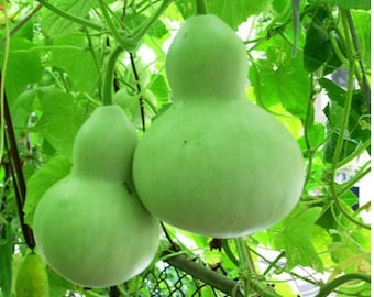 30 Round Bottle Gourd Seeds: Dudhi, Lauki, Calabash