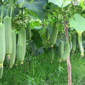 Luffa cylindrica seeds , hybrid smooth Luffa, the sponge gourd, Egyptian cucumber , Vietnamese luffa, vegetable seeds image 1