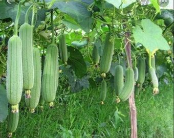 Sponge Gourd Veggie Luffa Cylindrica Fresh Organic Loofah