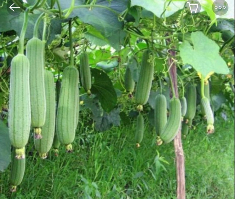 Luffa cylindrica seeds , hybrid smooth Luffa, the sponge gourd, Egyptian cucumber , Vietnamese luffa, vegetable seeds image 1