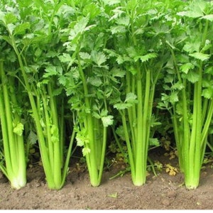 May include: A close-up view of a field of celery plants. The celery stalks are green and have a fresh, vibrant appearance. The plants are growing in rows and are ready to be harvested.