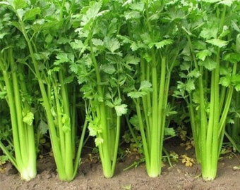 1000 Nan Ling Chinese Celery Seeds - Leaf Celery Vegetable Garden