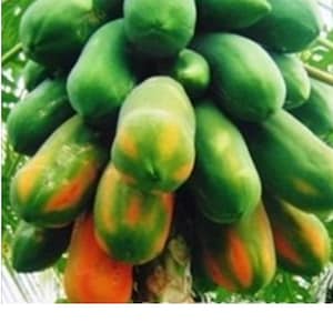 May include: A bunch of green and orange papayas, some are ripe and some are still green.