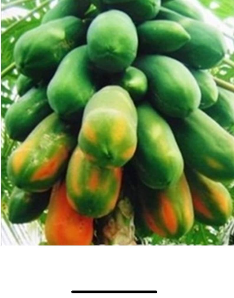 May include: A bunch of green and orange papayas, some are ripe and some are still green.