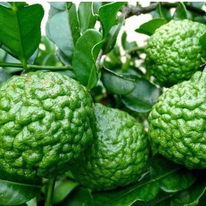 Thai Kaffir Lime Seeds: Bergamot Lime for Cooking