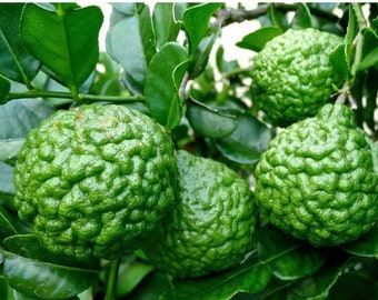 Thai Kaffir Lime seed, Bergamot Lime seed, Lime Leaves for cooking