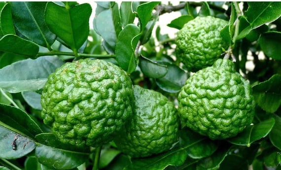 50 Graines De Combava (Citron Kaffir) – Graines Fraîches Pour Culture Extérieure, Facile à Faire Pousser, Plante Aromatique & Culinaire