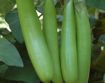 Semillas de berenjena verde larga tailandesa, variedad tradicional de Luisiana