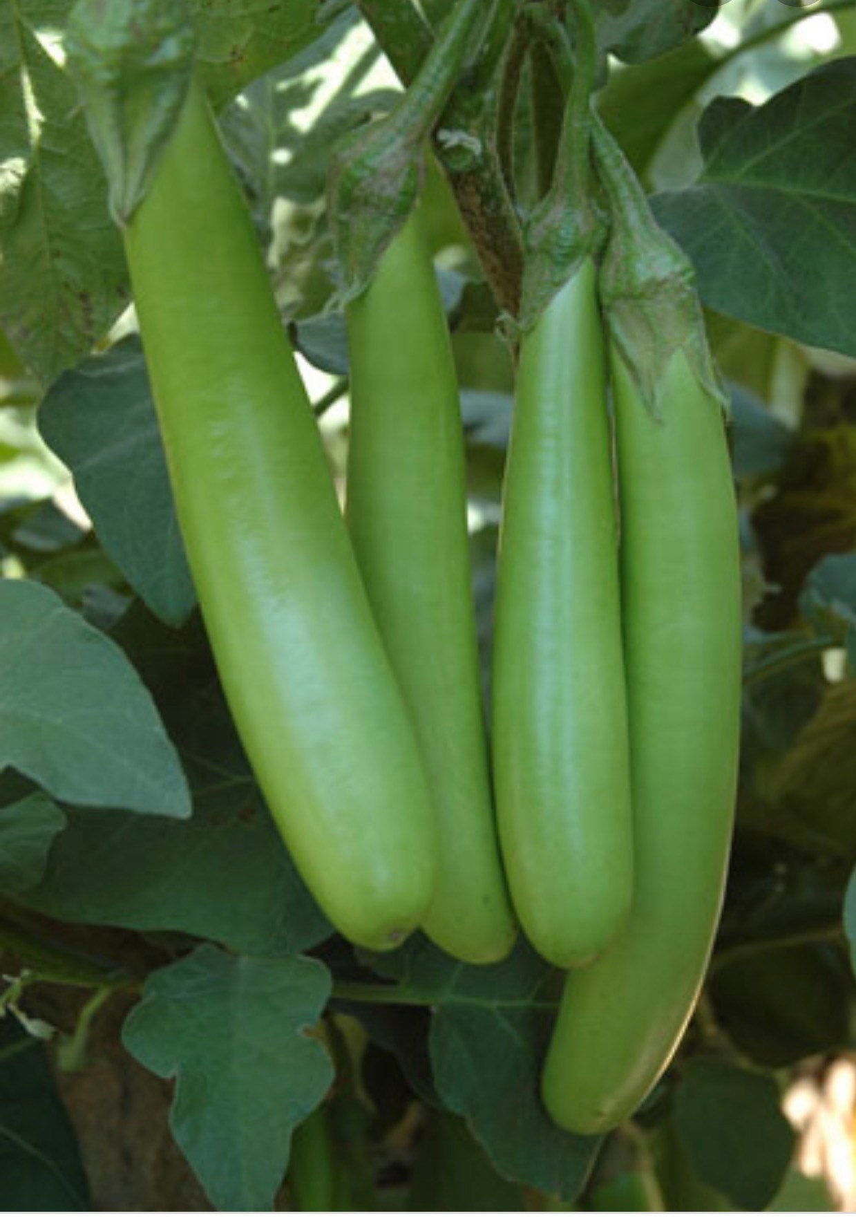 Thai lange grüne Aubergine Samen, Langbohne, Louisiana Long Green. Gary,  Gemüsesamen