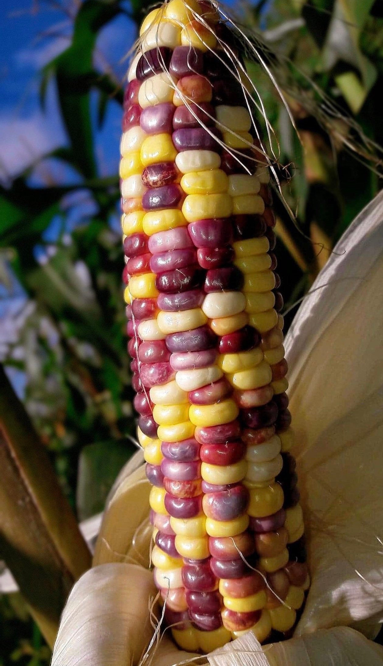 アカシア種子 1000粒+ ac1000 アカシア種子 1000粒+ ac1000 アカシア種子 1000粒+ ac1000