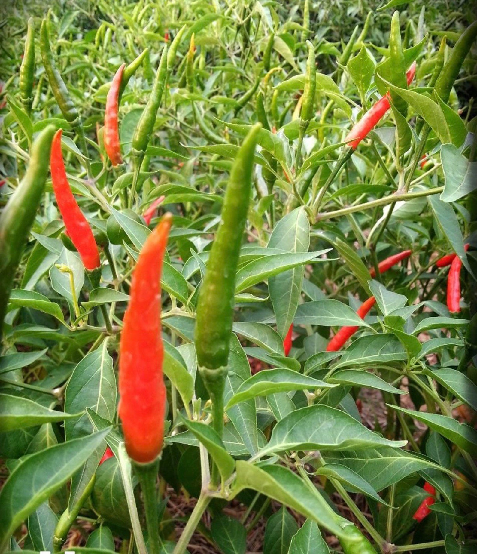 Thai Hot Peppers Seeds Thai Chili Peppers Thai Peppers Etsy