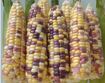 1000 semillas de maíz ceroso multicolor: amarillo, blanco y negro