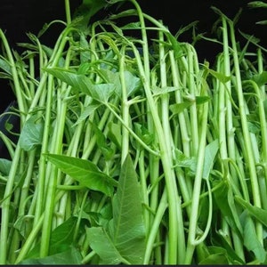 May include: A bunch of fresh green morning glory, also known as water spinach, with long stems and leaves.