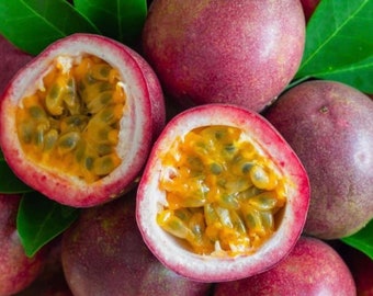 Süße lila Passionsfrucht Samen - Tropical Passiflora Edulis