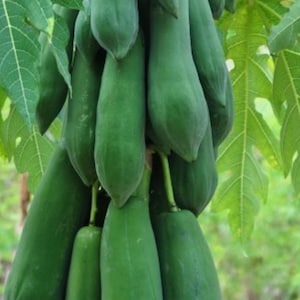 Sweet Papaya Seeds: Thai Fruit Garden Seed image 4