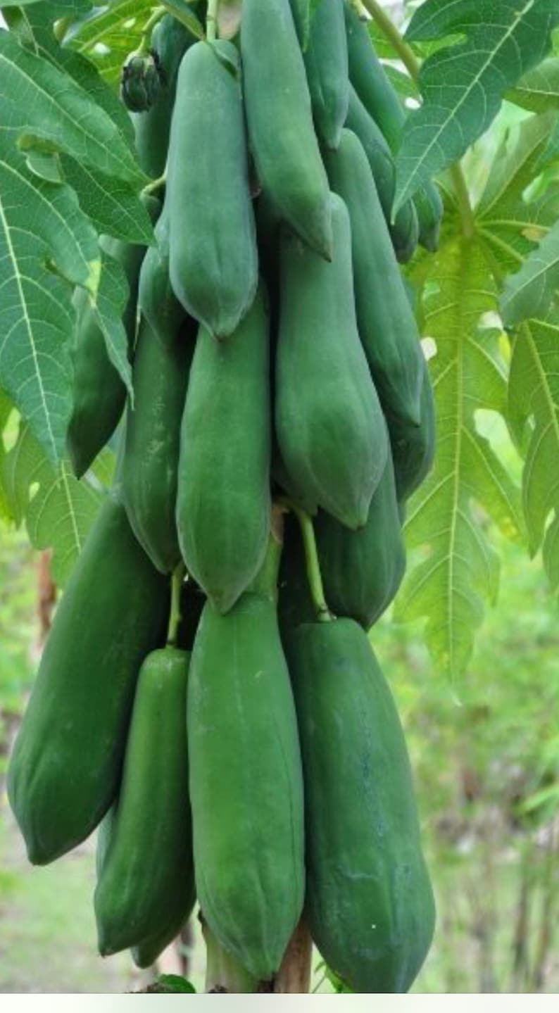 Sweet Papaya Seeds: Thai Fruit Garden Seed image 4