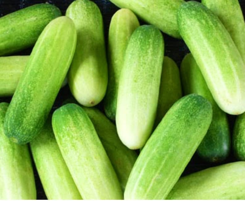 Mini Cucumber Seeds Thai Cucumber Seeds Cucumber Seeds Etsy Canada
