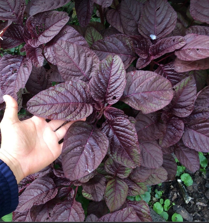 500 Red Amaranth seeds Red Spinach seeds Asian spinach Etsy
