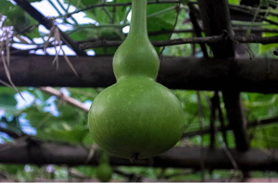 Semi Zucca Gigante | Confronta prezzi