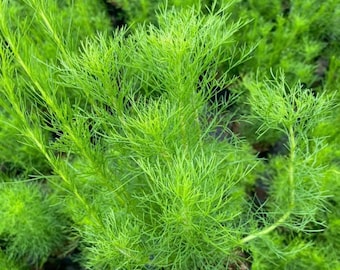 50 Dills seed, Dill bouquet herb seed