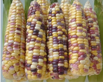 50 Sweet Waxy corn multiple colors waxy corn seed,  yellow, white black sweet waxy corn seeds, Glutinous cord seeds