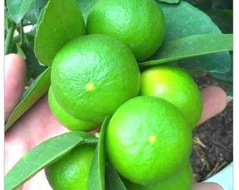 15Thai Key Lime Seeds: Tropical Citrus Garden