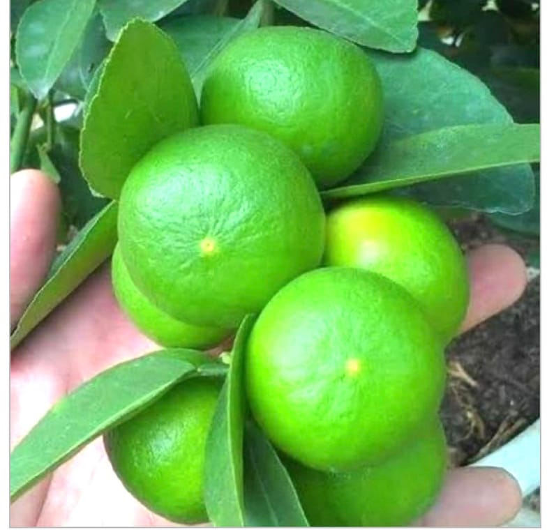 May include: Close-up of a hand holding a bunch of green limes. The limes are round and smooth, with a slightly bumpy texture. The limes are all about the same size, and they are arranged in a cluster.