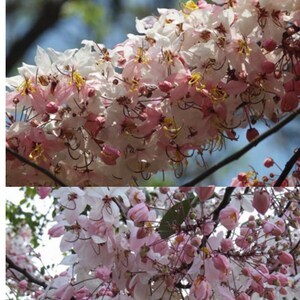 May include: A close-up of pink and white flowers blooming on a tree branch. The flowers are delicate and have a soft, feathery appearance.