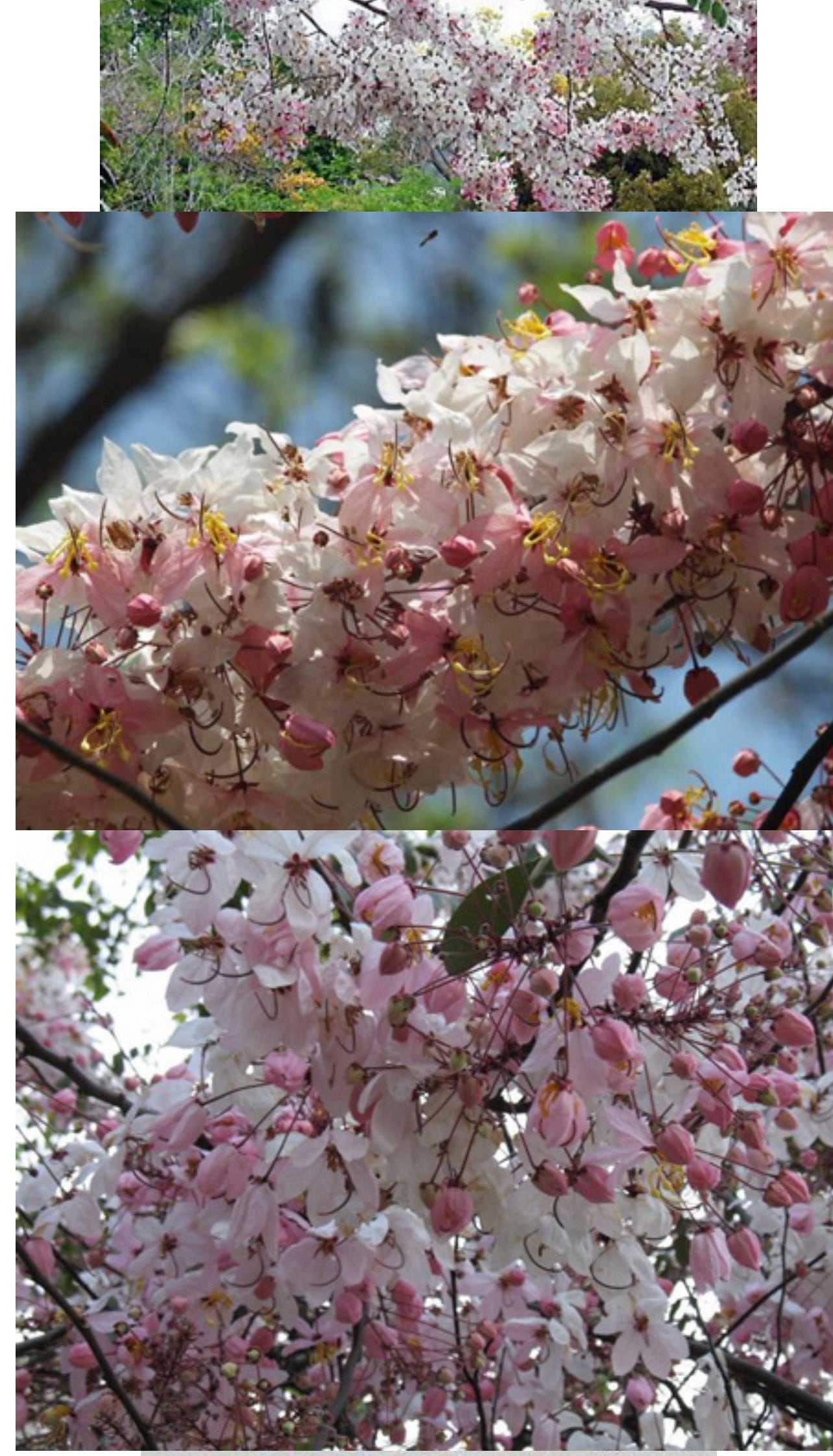 20 Cassia bakeriana seeds, Pink Shower, Wishing tree seeds, Java cassia seeds