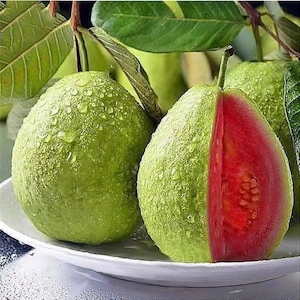 Red Guava seeds, Thai big pink Guava seeds , Thai guava