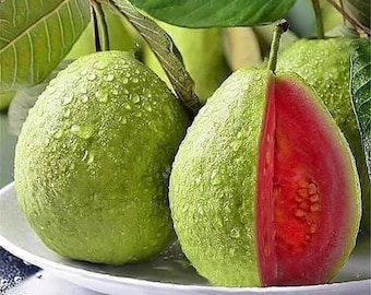 Thai Pink Guava Seeds: Red Guava Variety
